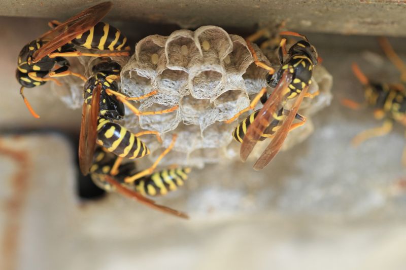 Inside a Wasp Nest