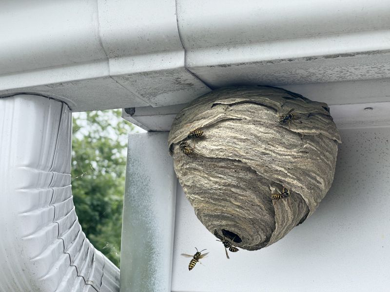 Products For Wasp Nest Removals in use