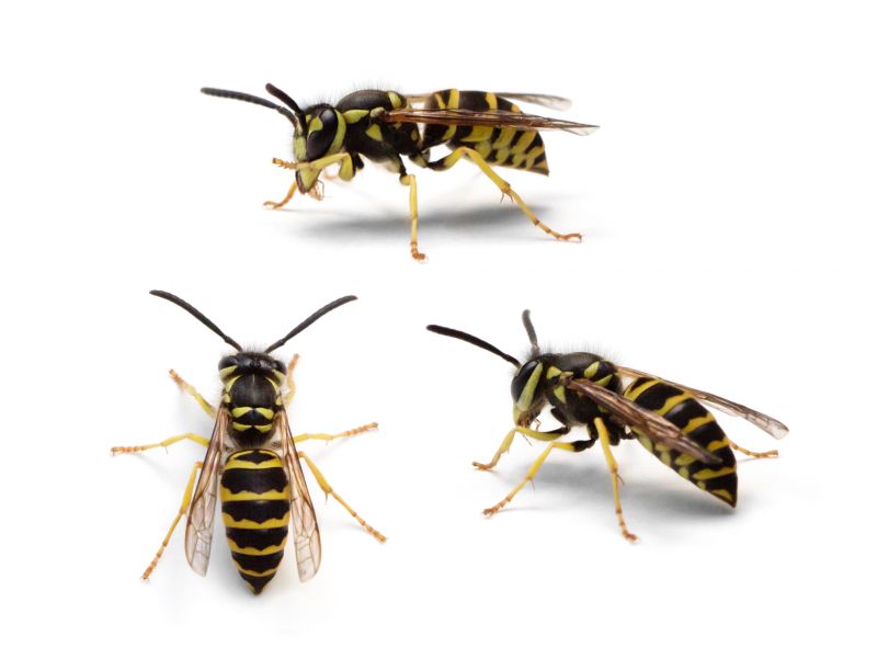 Signs You Have A Wasp, Hornet, Or Yellow Jacket Problem