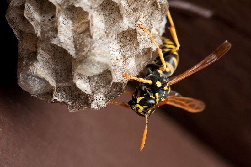 Wasp Nest Removal
