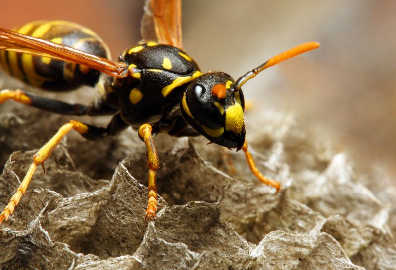 Wasp Nest Removal