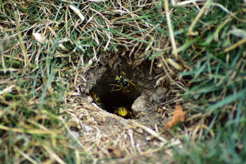 Wasp Nest in Garden