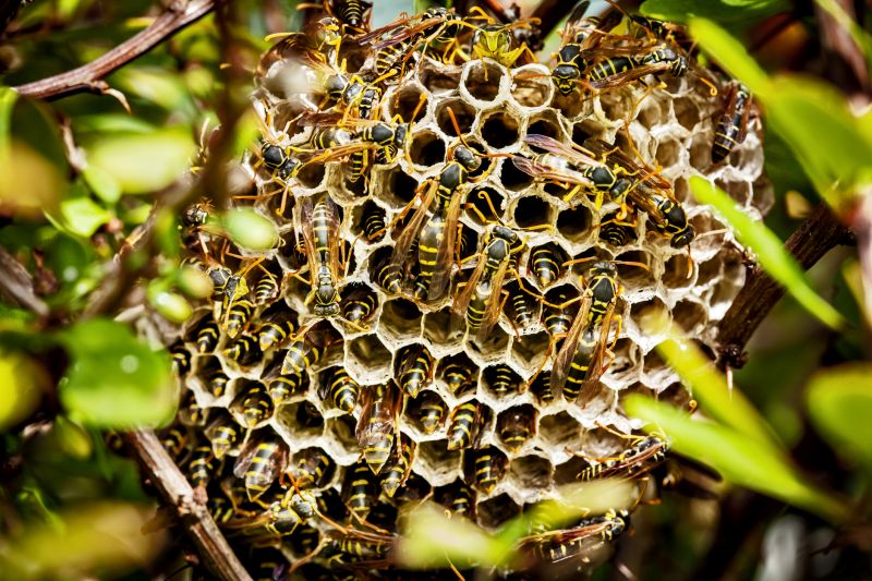 Wasp Nest in Tree