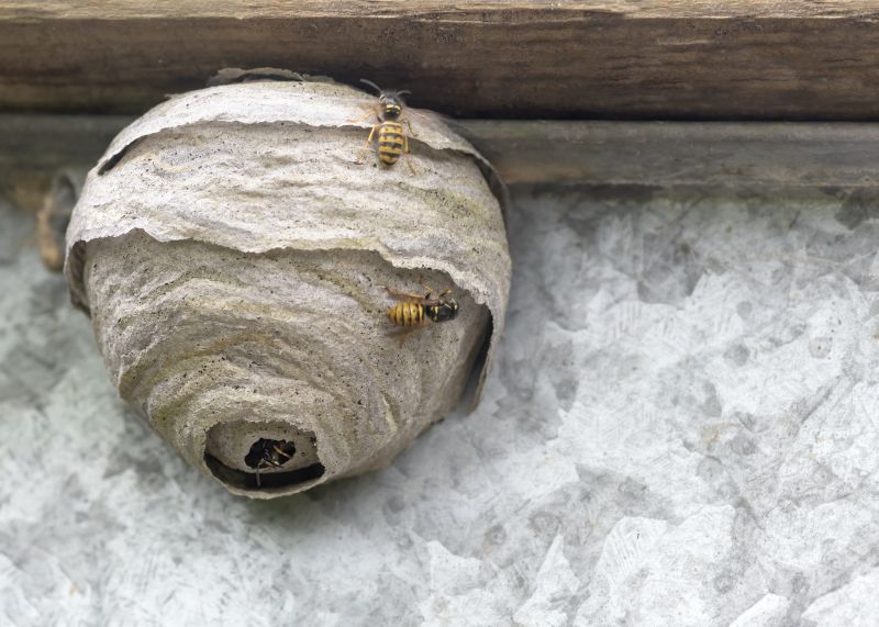 Removing a Wasp Nest