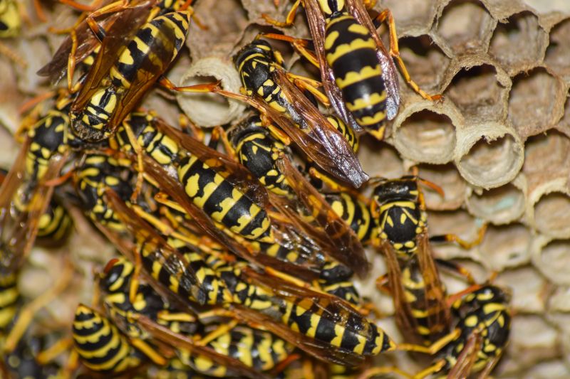 Autumn Wasp Decline