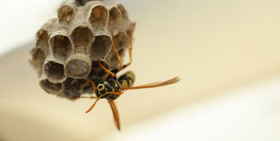 Get Wasp Nest Removal Service!