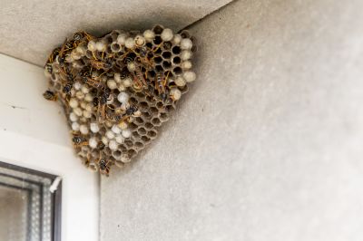 Wasps Are Dangerous and Should be Removed!